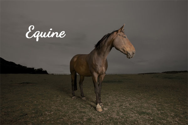 Equine27